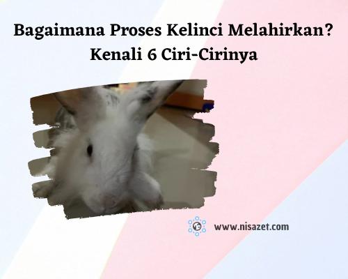 proses kelinci melahirkan cover