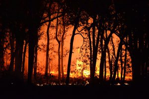 dampak kebakaran hutan dan lahan di kalsel