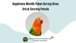 pakan burung kicau untuk seorang pemula