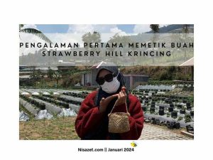 pengalaman pertama memetik buah strawberry di hill krincing